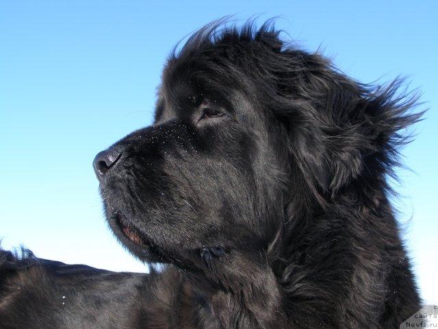 Фото: ньюфаундленд Smigar Shelkovaya Noch (Смигар Шелковая Ночь)