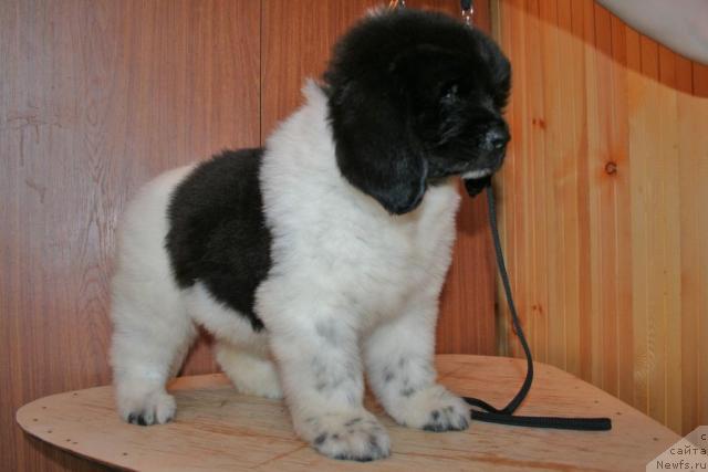 Фото: ньюфаундленд YUntriga Jemchujnaya Rossyip' (Юнтрига Жемчужная Россыпь)