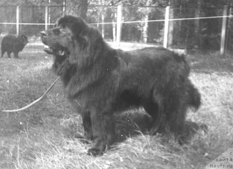 Фото: ньюфаундленд YEmur Girro (Эмур Гирро)