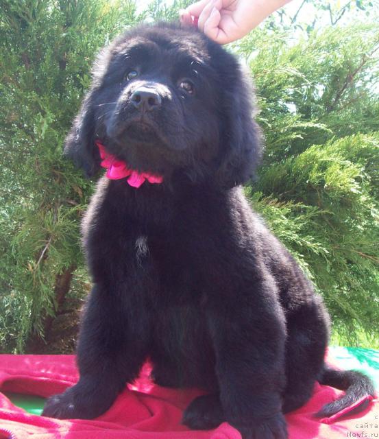 Фото: ньюфаундленд Carskaya Zabava (Царская Забава)