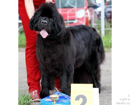 Фото: ньюфаундленд Endless Love Midnight Bear