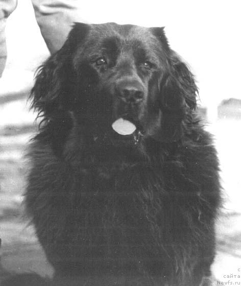 Фото: ньюфаундленд Ol'da Mollidyen (Ольда Моллидэн)