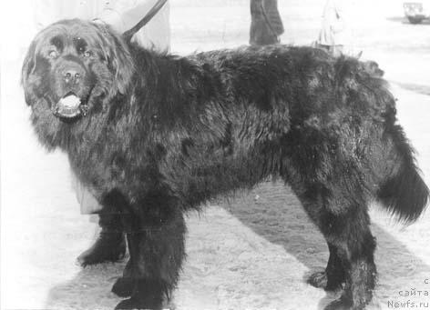 Фото: ньюфаундленд Georg de Fat (Георг де Фат)