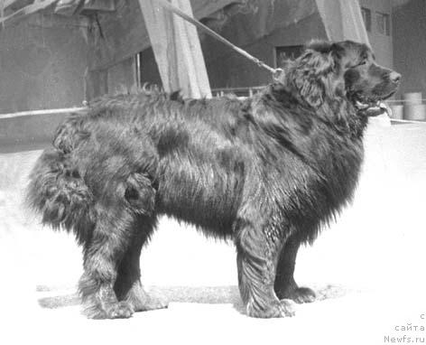 Фото: ньюфаундленд Devil Al'far (Девил Альфар)