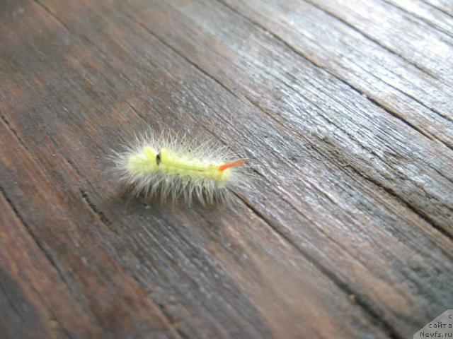 Фотография № 46174