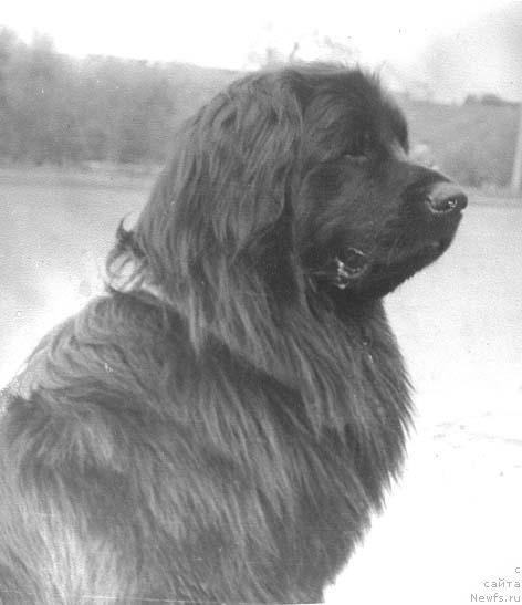 Фото: ньюфаундленд Nord Vest Klemenc Muli (Норд Вест Клеменц Мули)