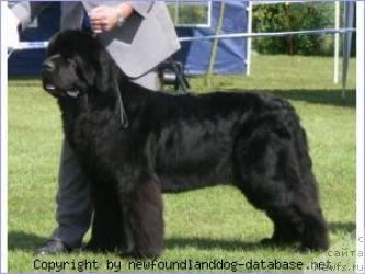 Фото: ньюфаундленд Josh Parming von Schonbuhl