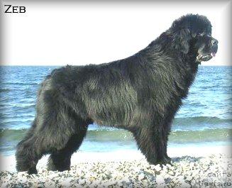 Фото: ньюфаундленд Fairweathers Believe in Magic Mystery