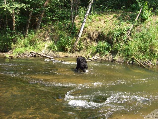 Фото: ньюфаундленд Lesnaya Skazka Lunnaya Sonata (Лесная Сказка Лунная Соната)
