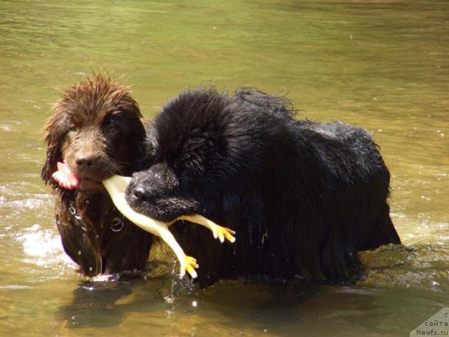 Фото: ньюфаундленд Barhatka Roskoshnaya (Бархатка Роскошная), ньюфаундленд Andjel Viktorius (Анджел Викториус)