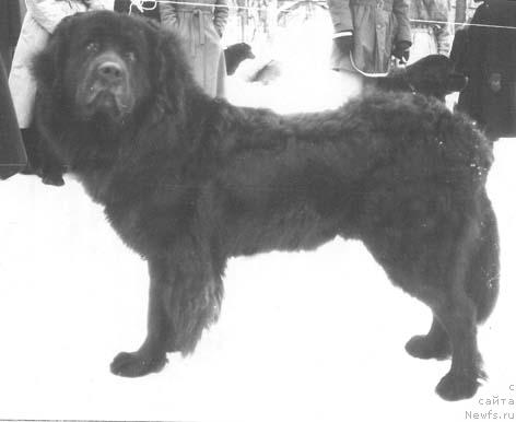 Фото: ньюфаундленд Djem Zefyun (Джем Зефюн)