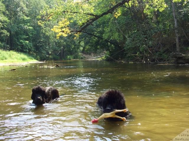 Фото: ньюфаундленд Andjel Viktorius (Анджел Викториус), ньюфаундленд Baryishnya (Барышня)
