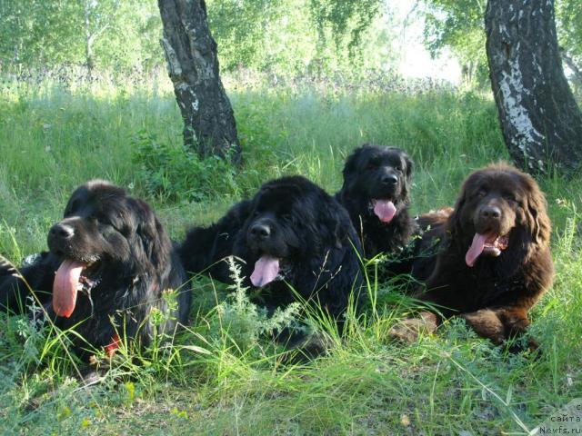 Фото: ньюфаундленд CHernyiy SHarm Amber Best Dog FO Marleon (Черный Шарм Амбер Бест Дог ФО Марлеон), ньюфаундленд Carevich Imperii N'yuf ot Marleon Dusvik (Царевич Империи Ньюф от Марлеон Дусвик), ньюфаундленд Jozefina Ledi Prekrasnaya (Жозефина Леди Прекрасная)