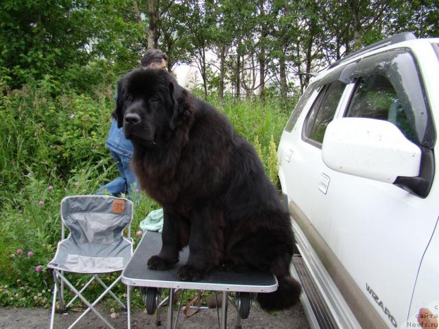 Фото: ньюфаундленд Sent Djons Tender Kiss of Elly (Сент Джонс Тендер Кисс оф Элли)