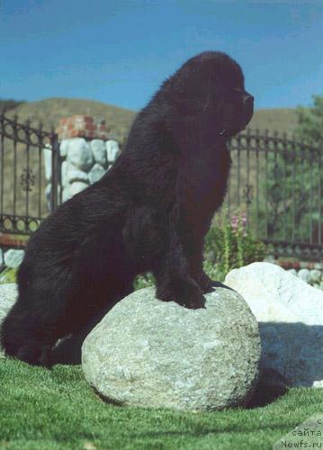 Фотография № 462