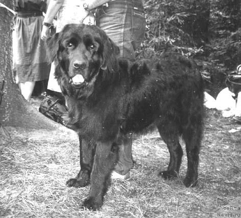 Фото: ньюфаундленд Genri (Генри)