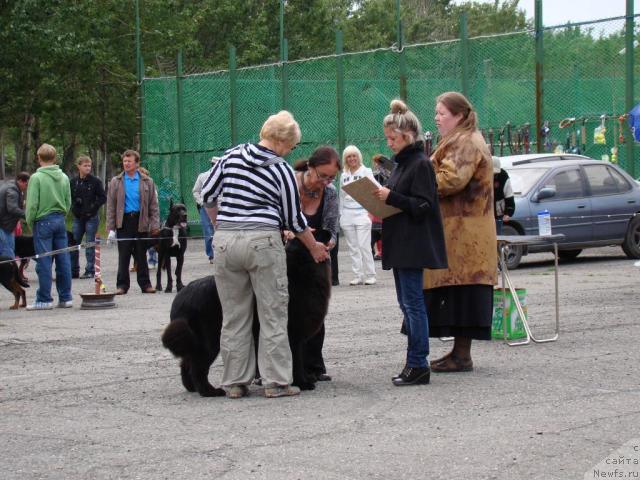 Фото: ньюфаундленд Sent Djons Tender Kiss of Elly (Сент Джонс Тендер Кисс оф Элли)