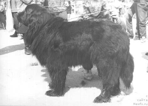 Фото: ньюфаундленд Magda YUdjin Gay (Магда Юджин Гай)