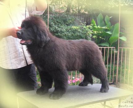 Фото: ньюфаундленд Radosvet s Berega Dona (Радосвет с Берега Дона)