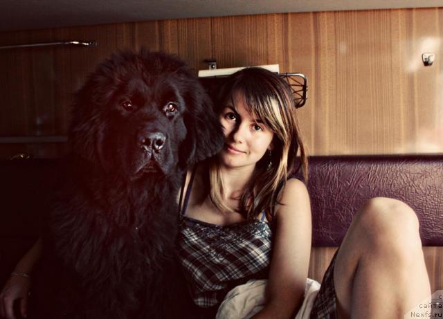 Фото: ньюфаундленд Ahrem Vyaliki Myadzvedz' (Ахрем Вялiкi Мядзведзь), Valeriya Krivova (Валерия Кривова)