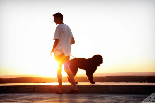 Фото: ньюфаундленд Ahrem Vyaliki Myadzvedz' (Ахрем Вялiкi Мядзведзь)