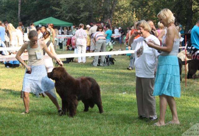 Фото: ньюфаундленд Chernyi Sharm Angel'skaya Krasota (Черный Шарм Ангельская Красота)