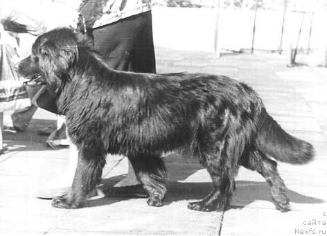 Фото: ньюфаундленд Dyengira (Дэнгира)