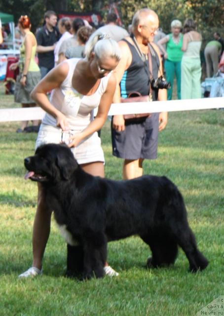 Фото: ньюфаундленд Plyushevaya Panda Prekrasnaya Neznakomka (Плюшевая Панда Прекрасная Незнакомка)