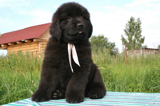 Фото: ньюфаундленд YUrena CHernaya Pantera (Юрена Черная Пантера)