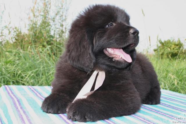 Фото: ньюфаундленд YUrena CHernaya Pantera (Юрена Черная Пантера)