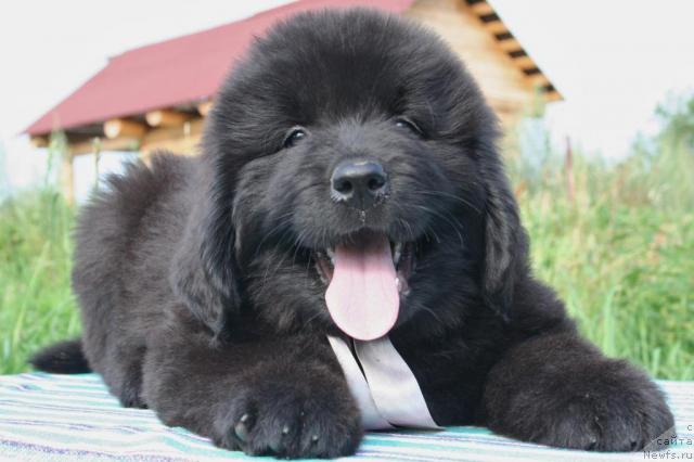 Фото: ньюфаундленд YUrena CHernaya Pantera (Юрена Черная Пантера)