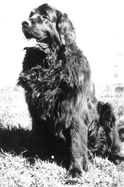 Фото: ньюфаундленд Al'kora (Алькора)