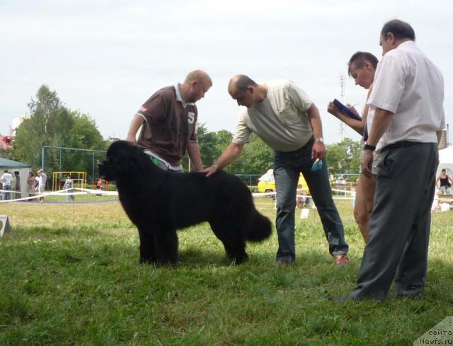 Фото: ньюфаундленд Efrat Pyeyv Blyek (Ефрат Пэйв Блэк)