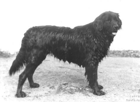 Фото: ньюфаундленд Gryessi Franklin (Грэсси Франклин)