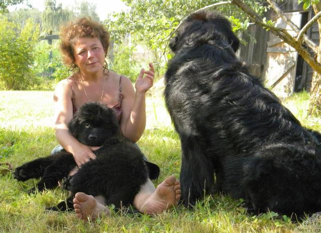 Фото: ньюфаундленд Talula Bell (Талула Белл), Anna Kovalyova (Анна Ковалёва)