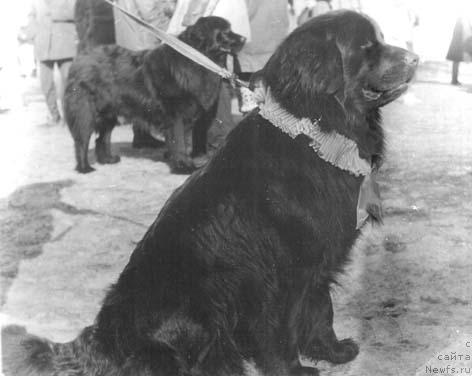 Фото: ньюфаундленд Nordlend Klemenc Muli (Нордленд Клеменц Мули)