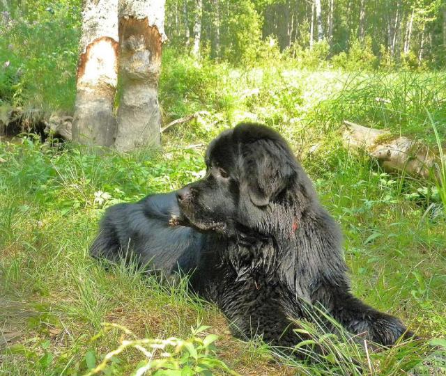 Фото: ньюфаундленд Aquatoriya Kelvin Kadril (Акватория Келвин Кадриль)