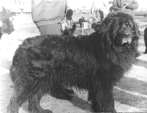 Фото: ньюфаундленд Barri Dari (Барри Дари)