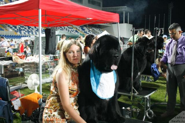 Фото: Irina Kovaleva (Ирина Ковалева), ньюфаундленд Black Clouds Criminal Minds at Stealbears