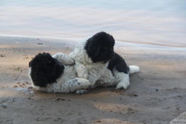 Фото: ньюфаундленд Akvian Song Zest Beautiful (Аквиан Сонг Зест Бьютифул)