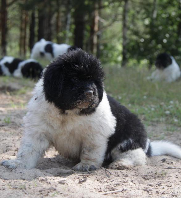 Фото: ньюфаундленд Akvian Song Zest Beautiful (Аквиан Сонг Зест Бьютифул)