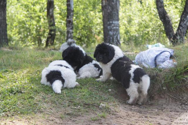 Фото: ньюфаундленд Akvian Song Zest Beautiful (Аквиан Сонг Зест Бьютифул)