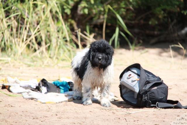 Фото: ньюфаундленд Akvian Song Zest Beautiful (Аквиан Сонг Зест Бьютифул)