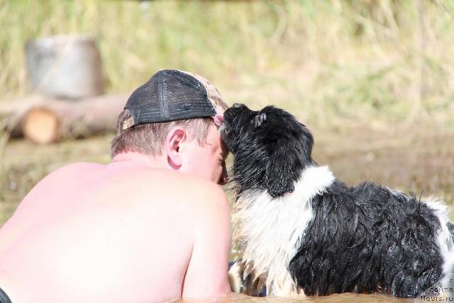 Фото: ньюфаундленд Akvian Song Zest Beautiful (Аквиан Сонг Зест Бьютифул)