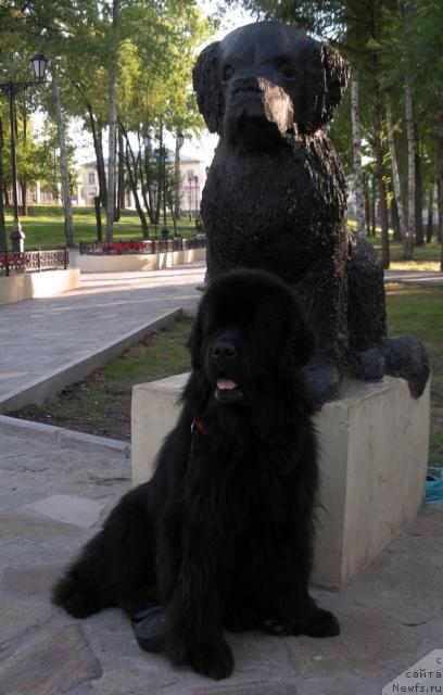 Фото: ньюфаундленд Dans Memori F'yudjan Rif (Данс Мемори Фьюджан Риф)