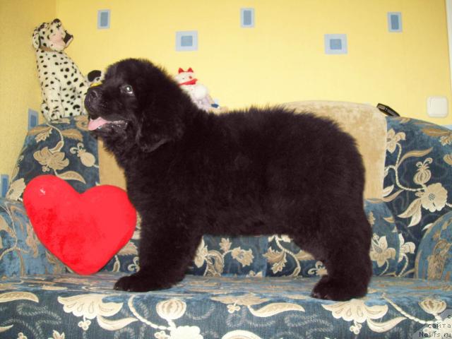 Фото: ньюфаундленд Cyiganskiy Kapriz (Цыганский Каприз)