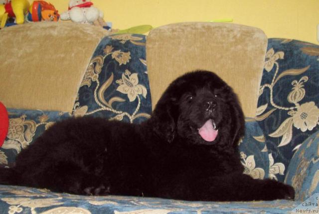 Фото: ньюфаундленд Cyiganskiy Kapriz (Цыганский Каприз)