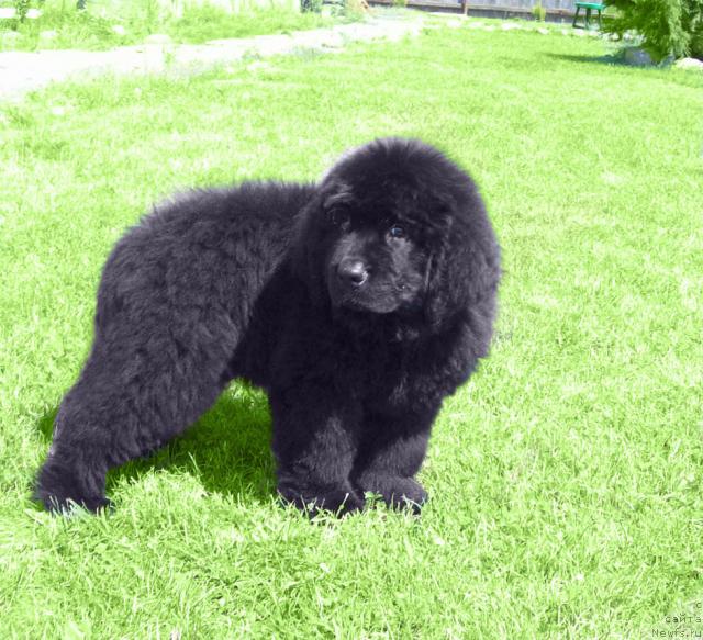 Фото: ньюфаундленд Cyiganskiy Kapriz (Цыганский Каприз)