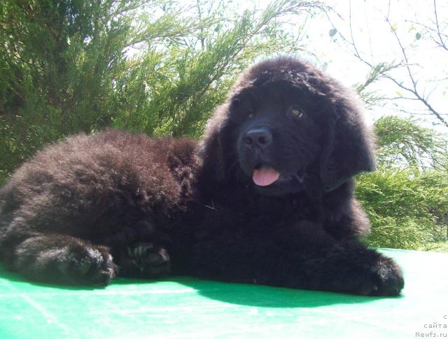 Фото: ньюфаундленд Cyiganskiy Kapriz (Цыганский Каприз)