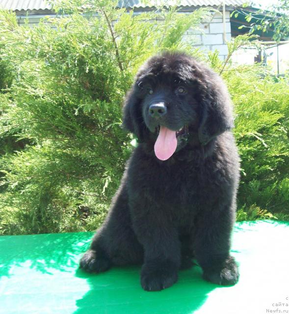 Фото: ньюфаундленд Cyiganskiy Kapriz (Цыганский Каприз)